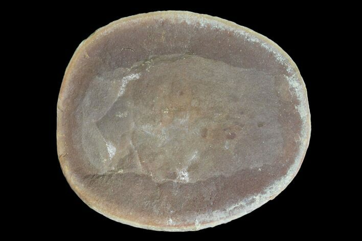Fossil Jellyfish (Essexella) Pos/Neg - Illinois #120711